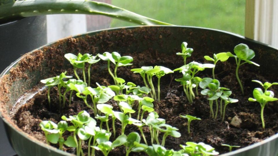 Что делать, если рассада неожиданно легла на землю? Разбираем причины и советы