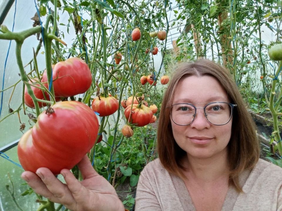 Осенние тайны тепличного урожая: как подготовить ваш сад к новому сезону