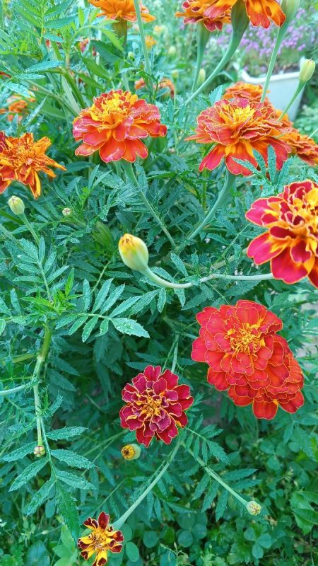 Как отпускание обид помогает вернуть душевное спокойствие