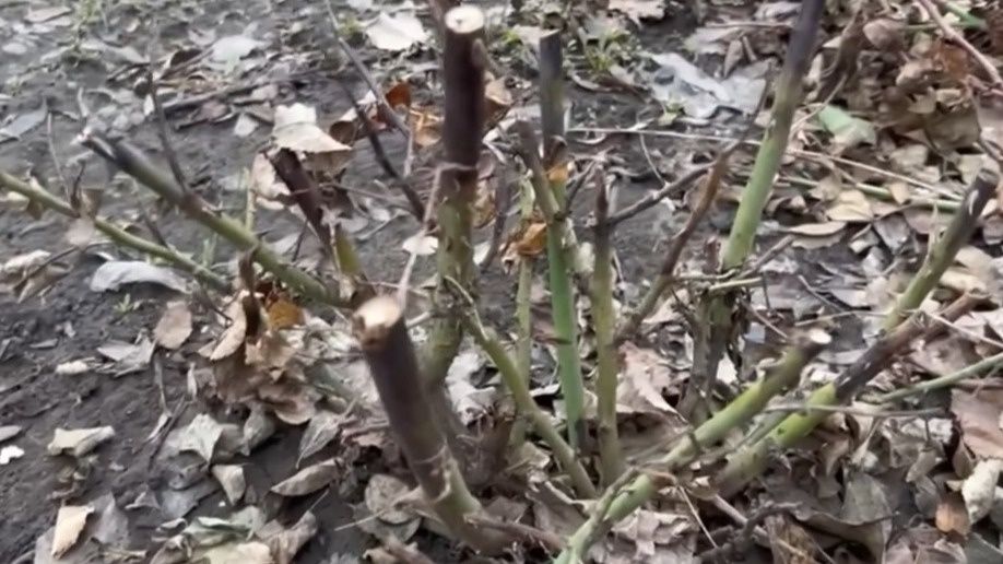 Как неправильно укрытие роз приводит к травмам растений