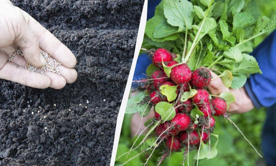Секреты успешной посадки редиса: что стоит знать