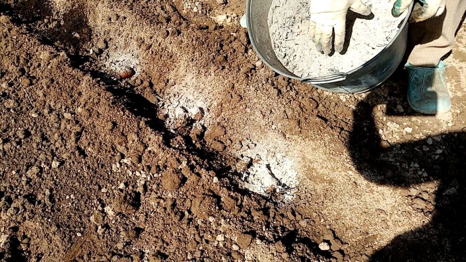 Зола в саду: мифы и ошибки, о которых стоит знать каждому дачнику