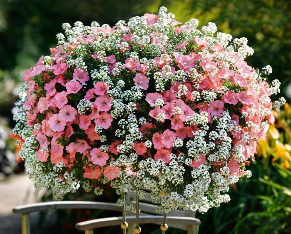 ��������� ��������: ���������� ��� �������, ������� ���������� ��� ���