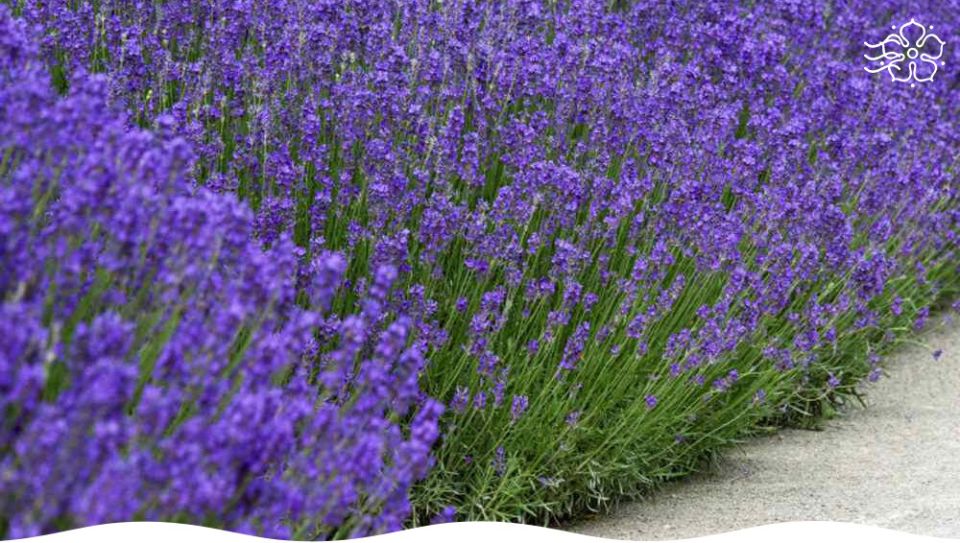 ����������� ������� �� �����: ������� ������ ��� ������� ��������