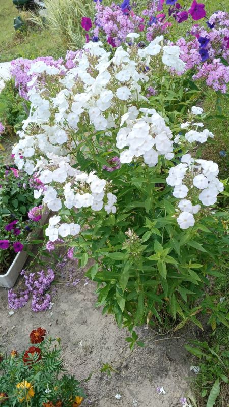 ��� ����� 30 ����� � ���� ����� ����������� �������� ���� ����� �� ������