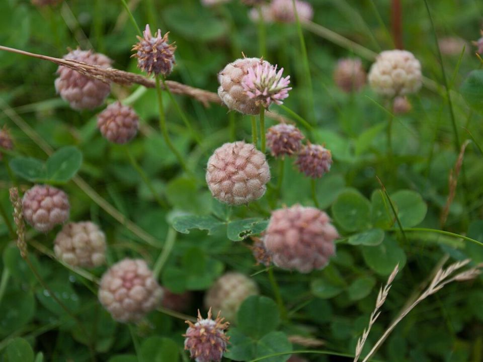 ������� ������ � ��������: ���������� ������������ ��� ���������