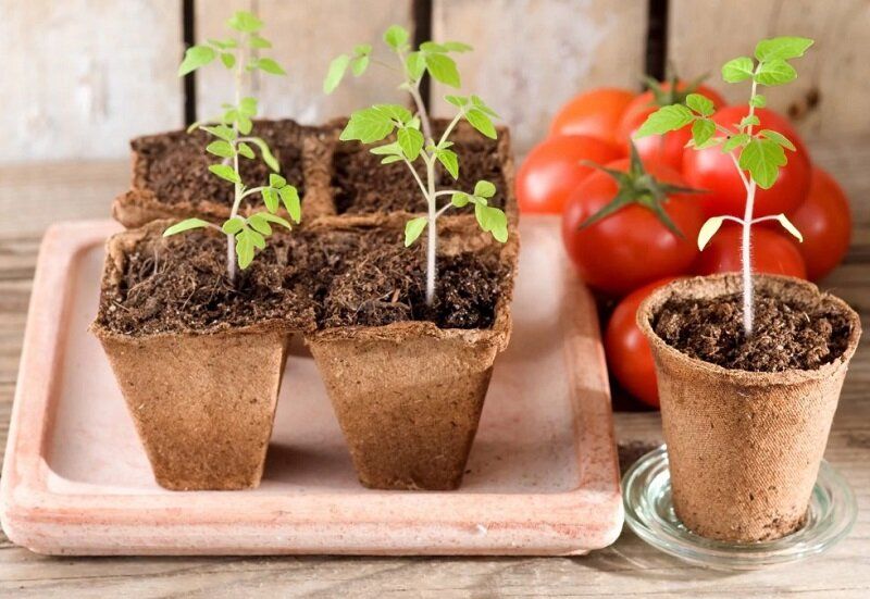 Секреты успешного выращивания рассады помидоров: пошаговое руководство