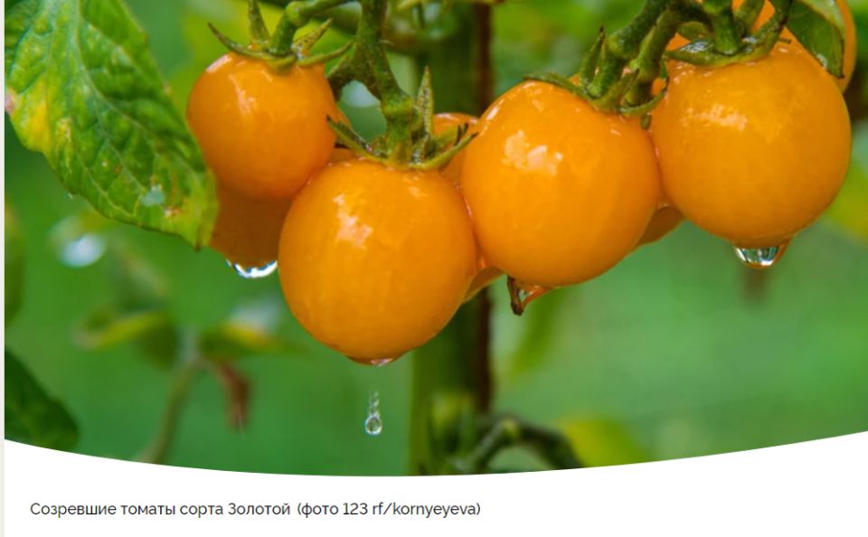 ������� �����: ��� ���� ������� ������ ���� �������� ����������� ������