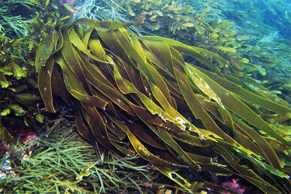 ������� �������: ������������ �������� ������ ���������