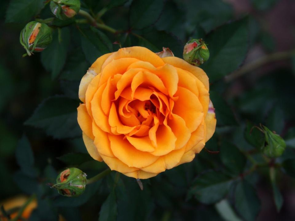 �������: ��������� ������ ��� ������ ��� �� ���