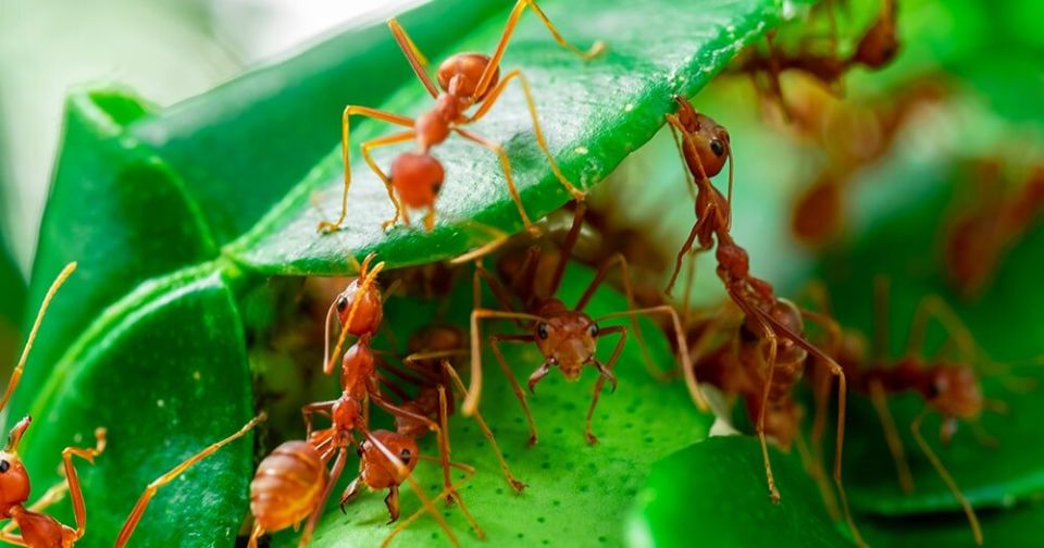 ������� �� ������ ��������: ������ ��� �����?