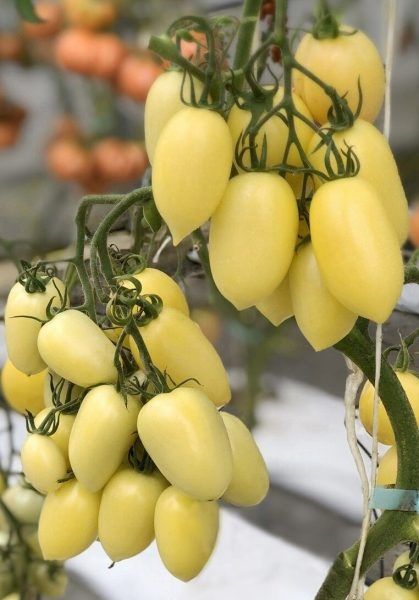 ����� ����� ������: ����������� �������� ��� �������� � ��������