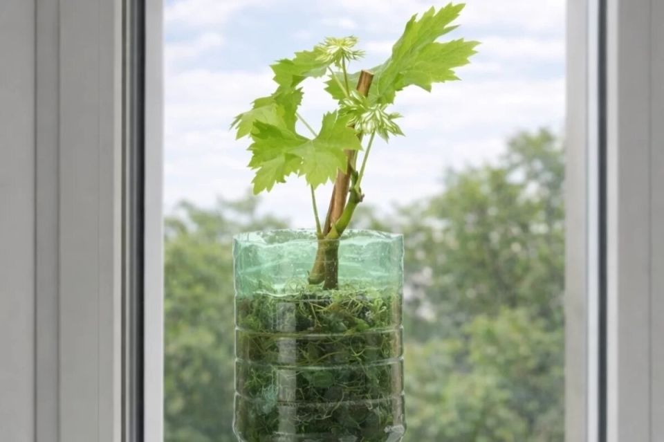 ���������� �����: ��� ��������� �������� �� �������