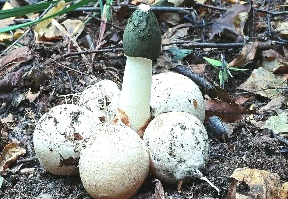 ������ ������������