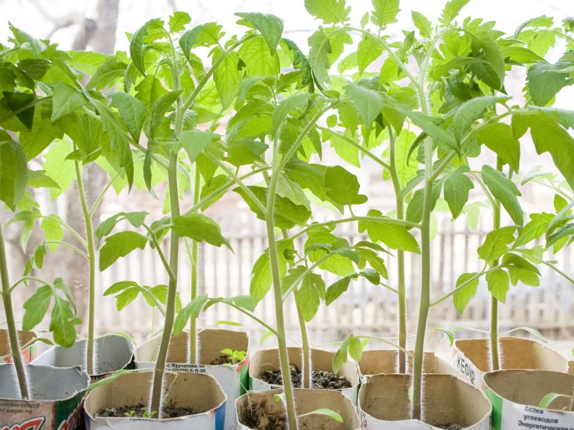 ��� ���������� ������� ������������ � ���� �������: ������� ������ �� ������ � ��������