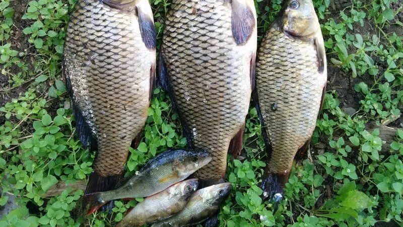 Новая методика расчета платы за использование рыбных ресурсов и возмещение вреда