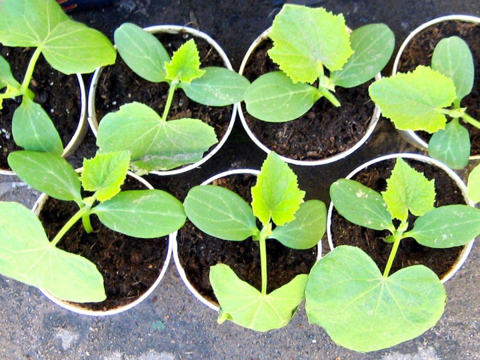 Спокойное объяснение: как за три дня подготовить крепкую рассаду огурцов для большого урожая