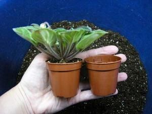 Фиалка в домашних условиях не цветет: что влияет и как вернуть цветение