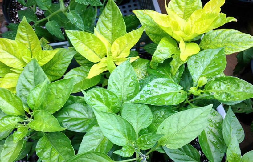 ������ ����� ���������, ���� �� ������� ��� ��������� �����