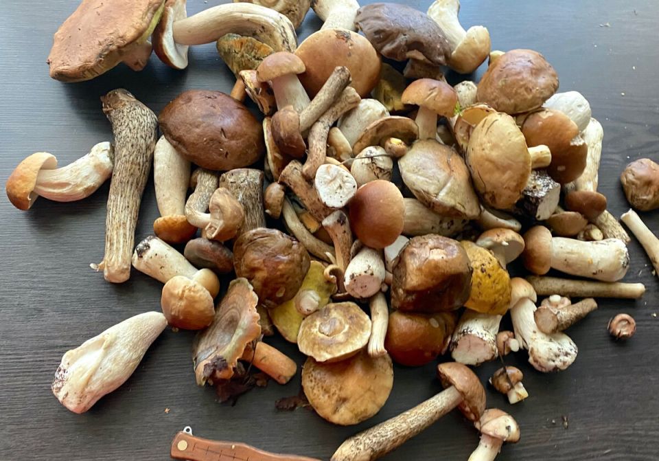 Сочные лесные грибы на зиму: простой рецепт маринования