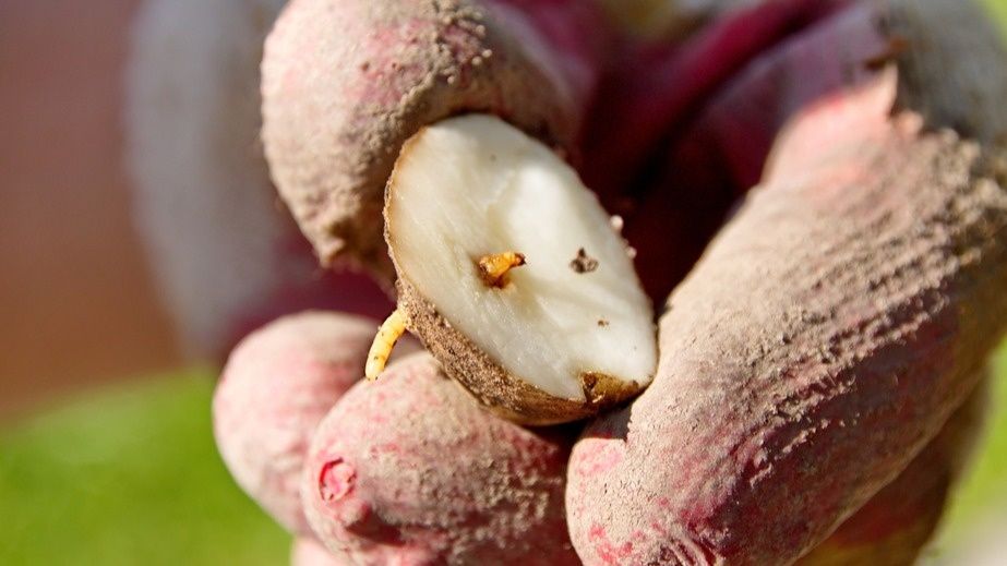 Октябрьские секреты борьбы с вредителями: 6 проверенных рецептов для вашего огорода