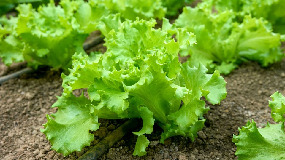 Эти сорта салата можно смело сажать на участке: собирать будете листья, а не цветоносы