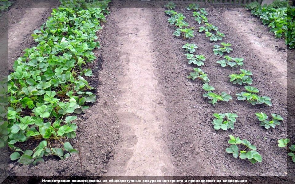 Уход за клубникой в августе: секреты успешного урожая