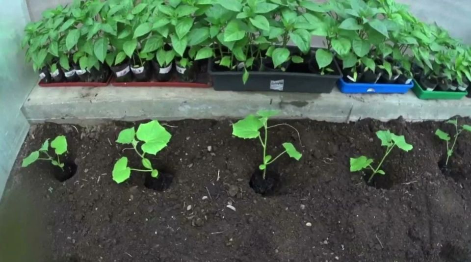 Как подкормить рассаду огурцов для уверенного роста после высадки в грунт