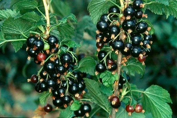 ��������� ��������: �������� � ������ �� ����� �������