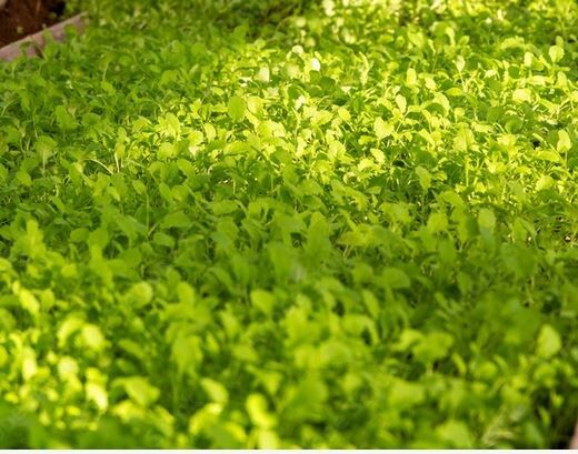 Как правильно подготовить почву осенью: избегаем распространенных ошибок