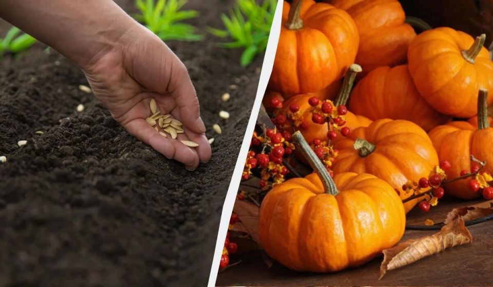 �������������� ������� ��� ������� �����: ����� � ��� ��� ������� ���������