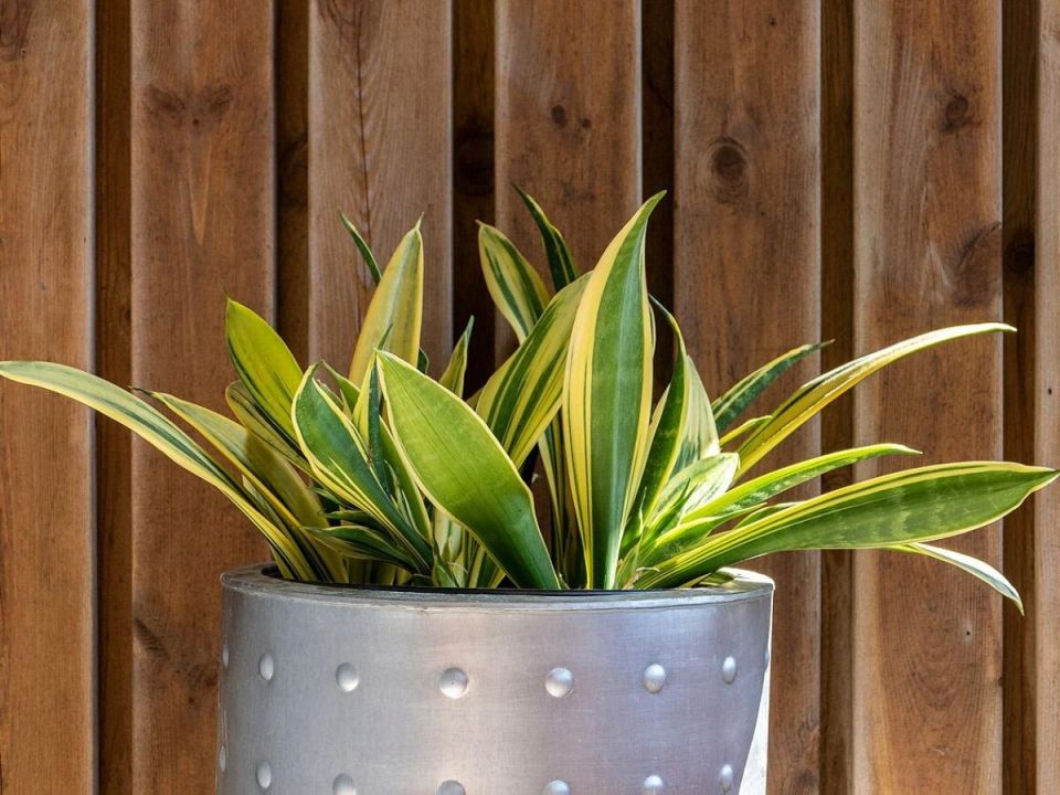 Сравниваем два растения: уют и эстетика в вашем доме