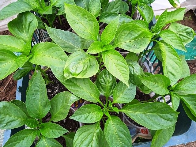 Как правильно сеять семена перца: пять ключевых советов для успешного урожая