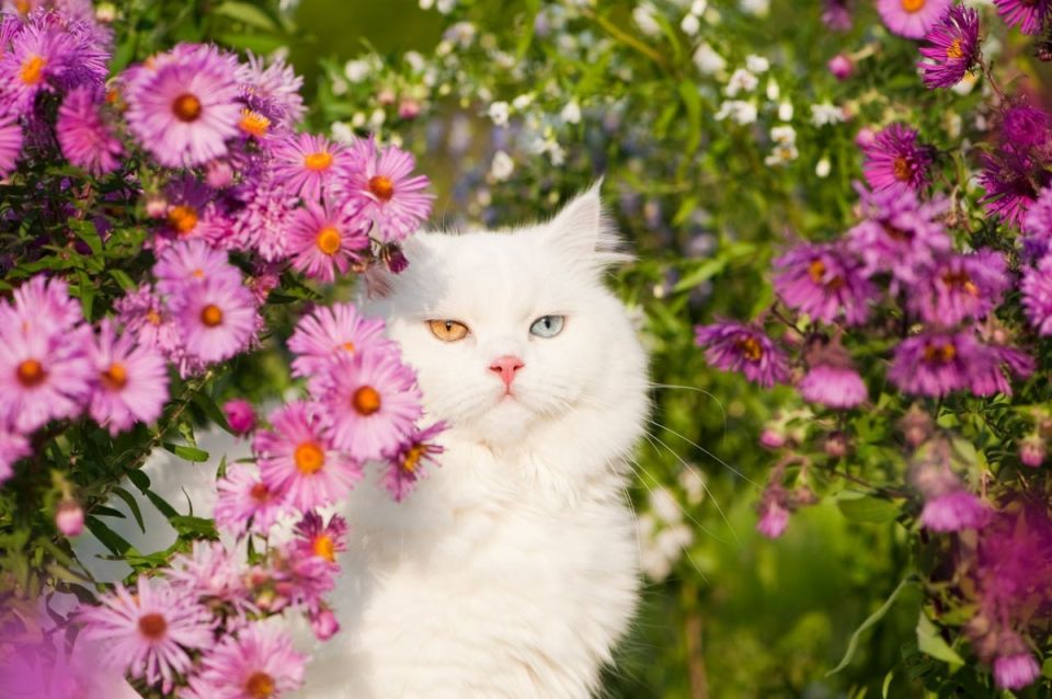 ��� ������ �� ������: ������ ���� � �������� ������