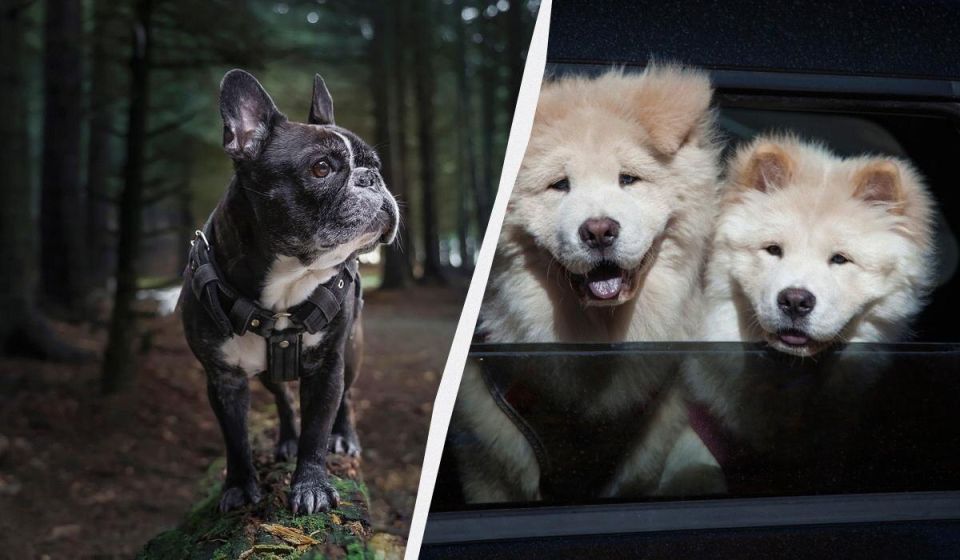 ������� �������: ������, ������� �� �������� � ��������