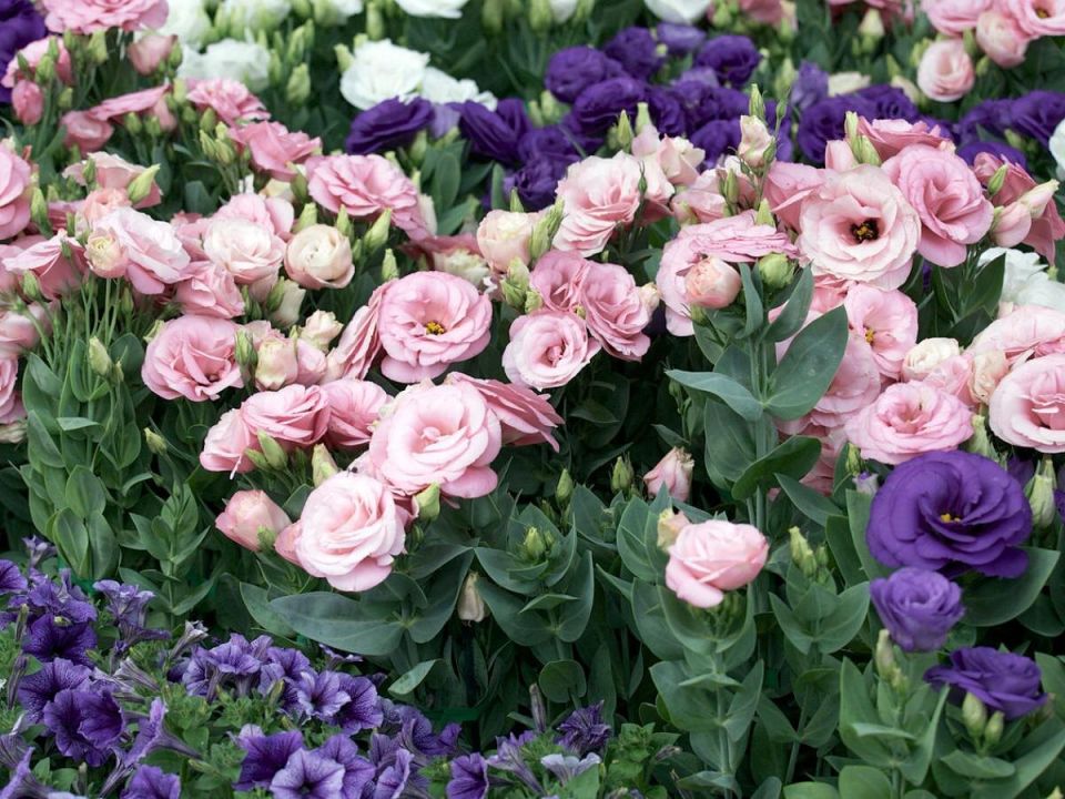 �������: ������� ��������� �������� � �������