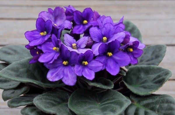 ������ ���� ������ ������������ ������: �������� �������