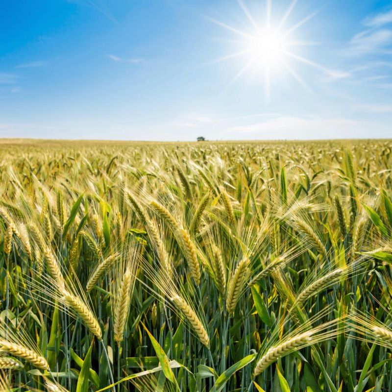 ��� ��������� ��������� ������: ������� ���������