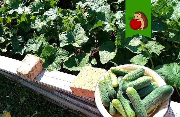 ��� ������������ ���������� ������: ���������� ������� ��� ����� ������ �������