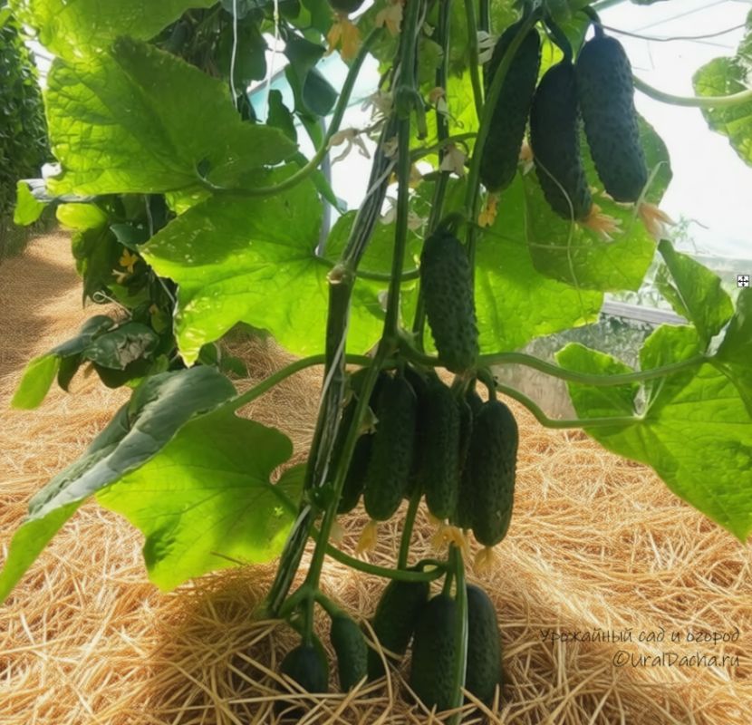 ����� ����� �������: ��� ������� ������ � ������