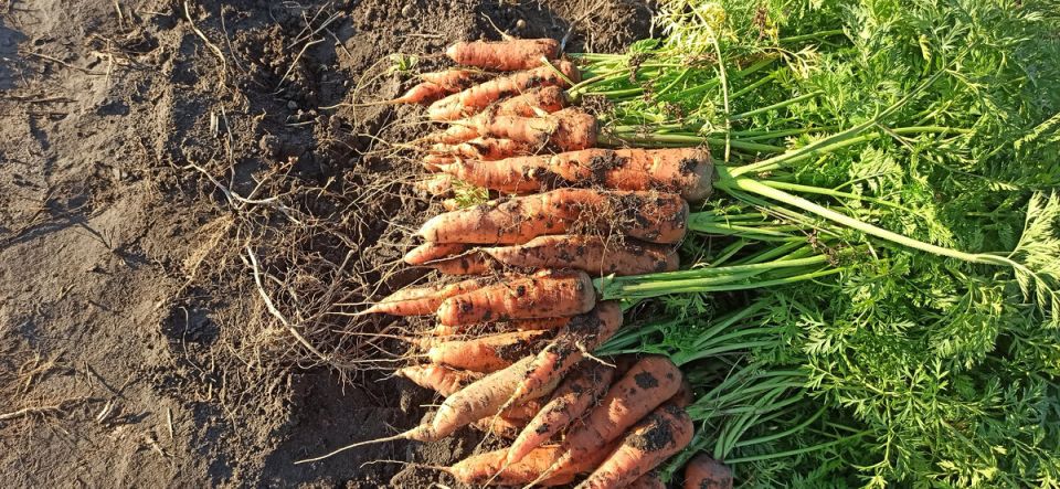 Как получить крупную и сочную морковь с помощью монофосфата калия