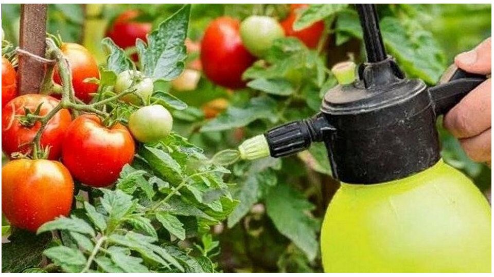 ��� ��������� ������� �� ����� ����� �������� ������ � �������� �� ���������