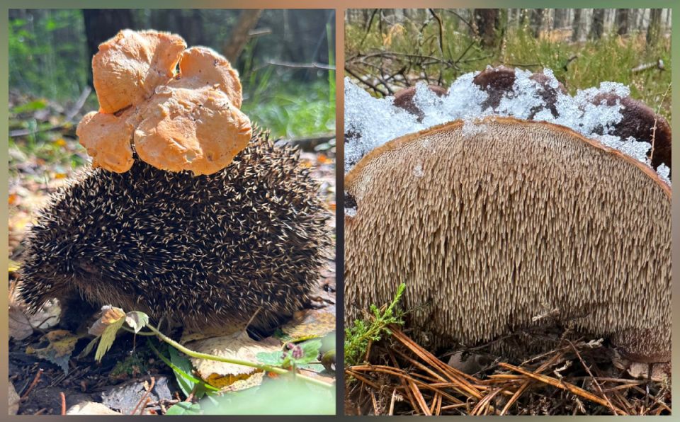 �����-�������: ���������� ���� ����