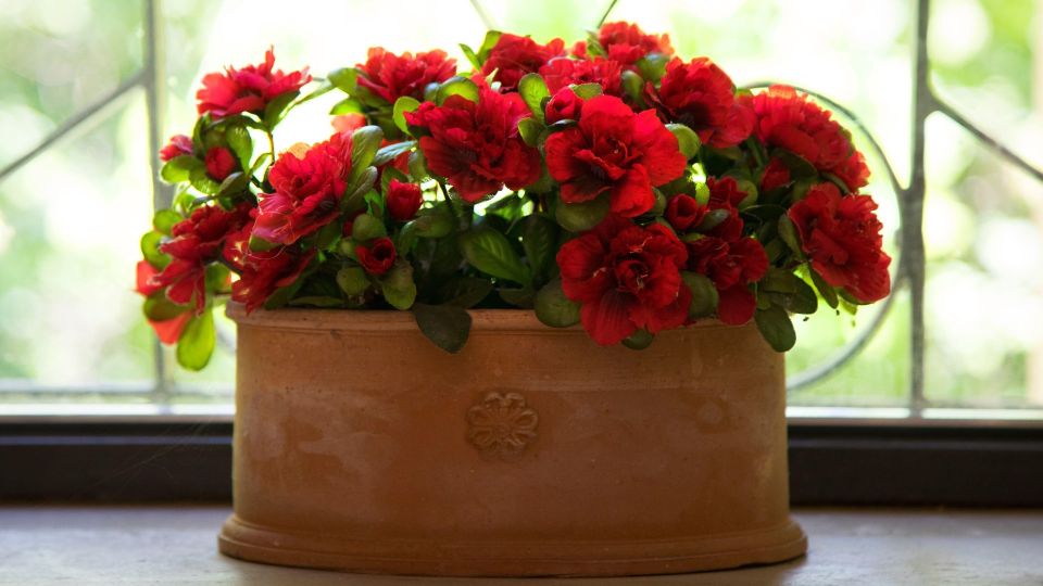 ��������� �������� ���������� �������� ������ ��� �������: ���� �������