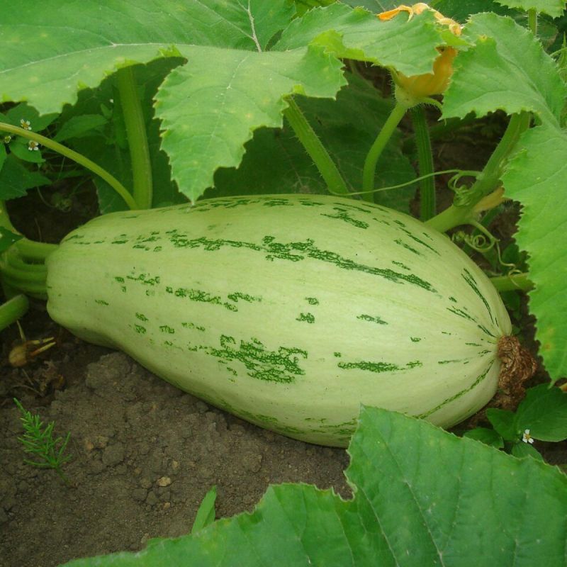 ��� ������� ��������� ����� ��� ��������: ��������� ��� ��������?