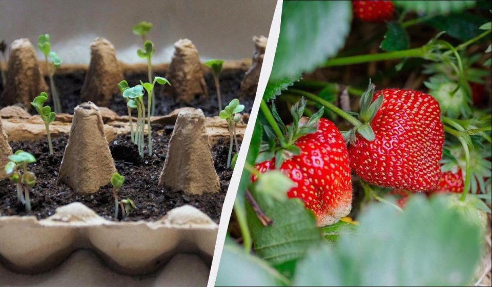 ������� �������� ��������: ��� ��������� ����� ����� ����� �� �����