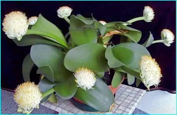 ��������: ������������ �������, ������� ������� ��� ���