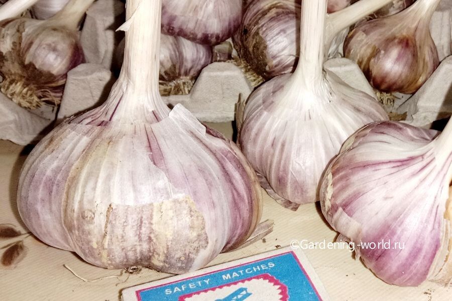 ��� ��������� ����������� ������ ��� ������: ������ �� ��������� � �����