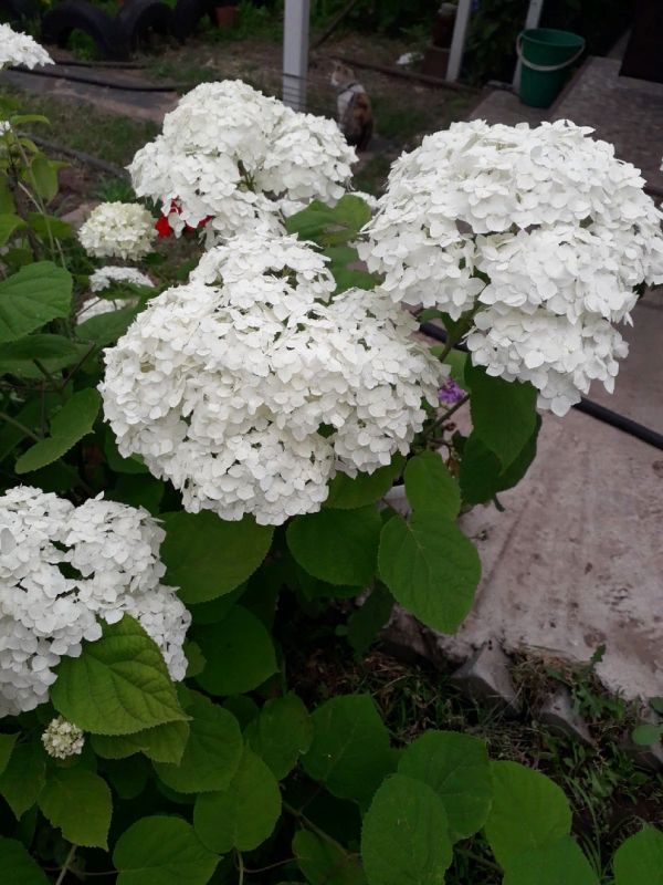 ������� �������� ����� �� ����������: ��� �������� ������� �������� � ��������� ������