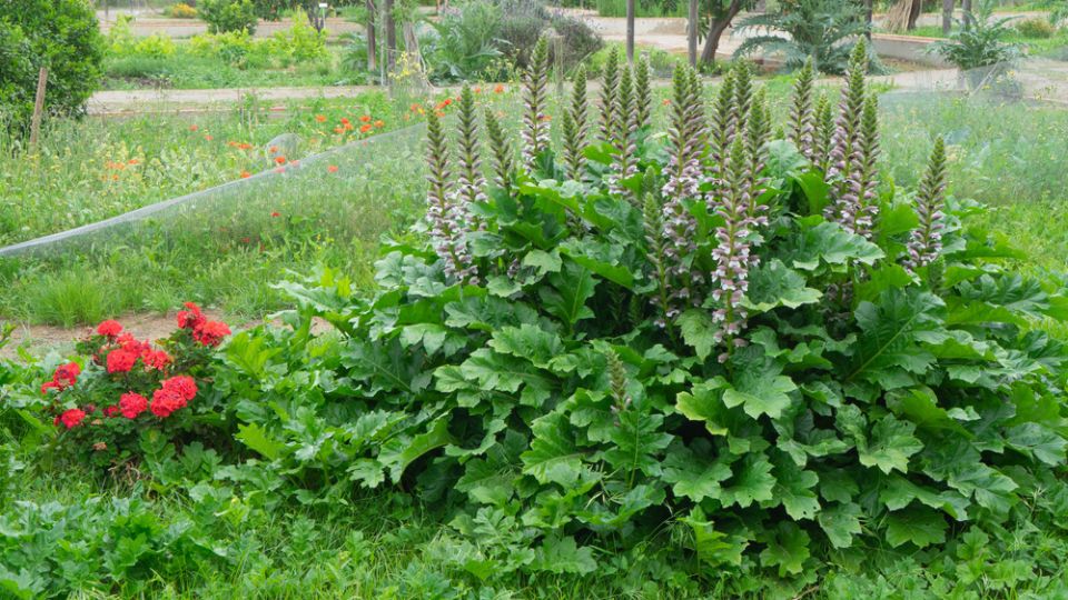 Эффектные аканты: гиганты украшения вашего сада